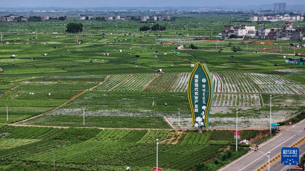 宝藏之城丨这座小城的茉莉花香飘世界