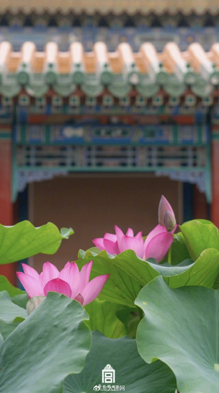 故宫送你好运莲莲壁纸