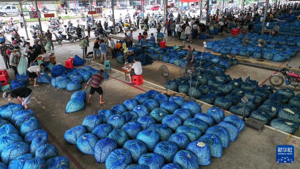 宝藏之城丨这座小城的茉莉花香飘世界