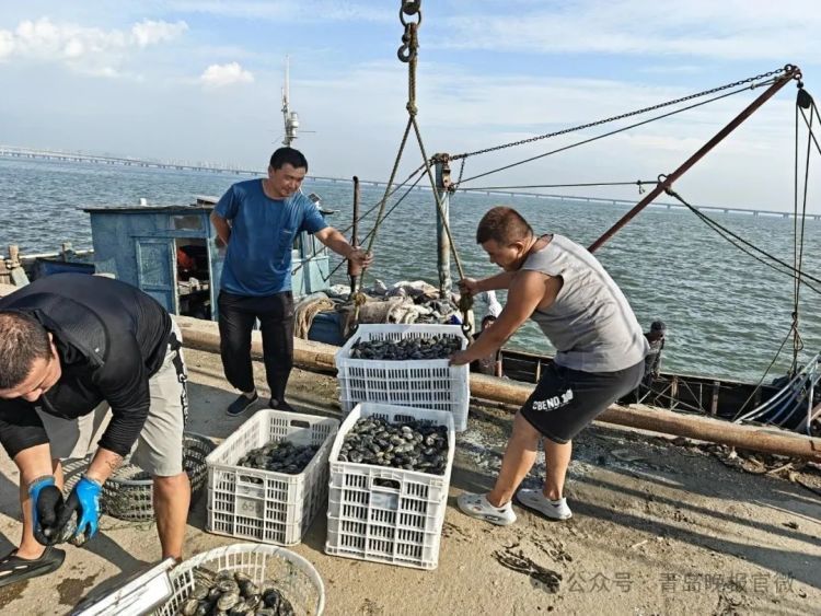 每天出货4000斤蚬母,10元一斤青岛人抢着买!这种美味正当季,满口爆汁、鲜掉眉毛 每天出货4000斤蚬母,10元一斤青岛人抢着买!这种美味正当季,满口爆汁、鲜掉眉毛