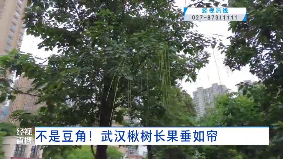 武汉这条路上大量出现“豆角”，长达1米！记者摘下来发现……