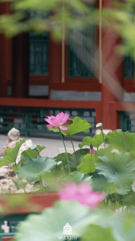 故宫送你好运莲莲壁纸