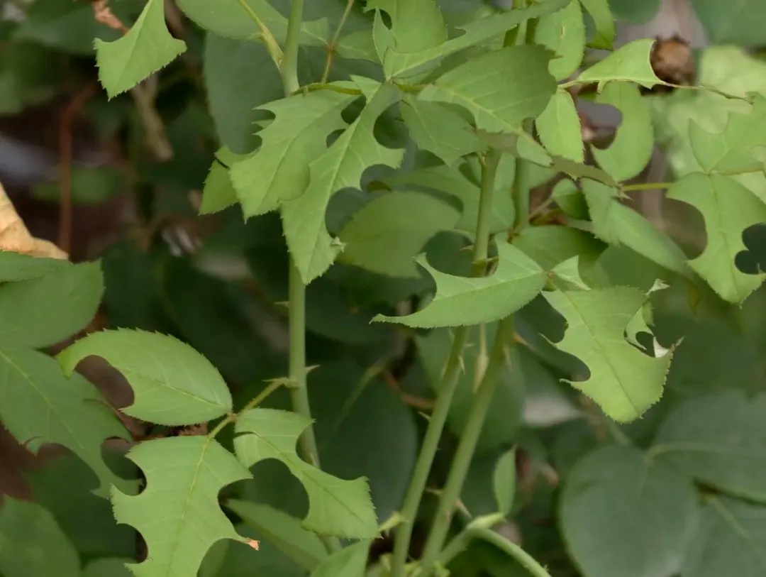 咬开桃子发现一堆树叶？莫慌！你是遇到了它→