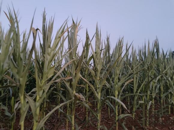 “在地里站1分钟，浑身就湿透了”！河南农民抗旱记