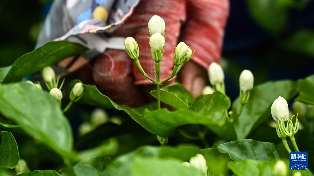 宝藏之城丨这座小城的茉莉花香飘世界