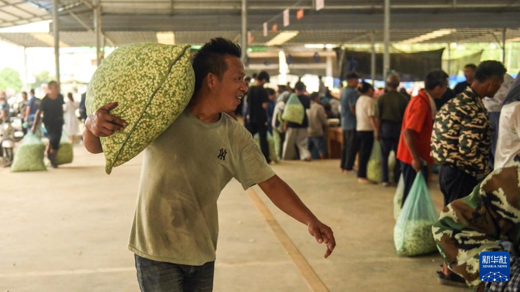 宝藏之城丨这座小城的茉莉花香飘世界