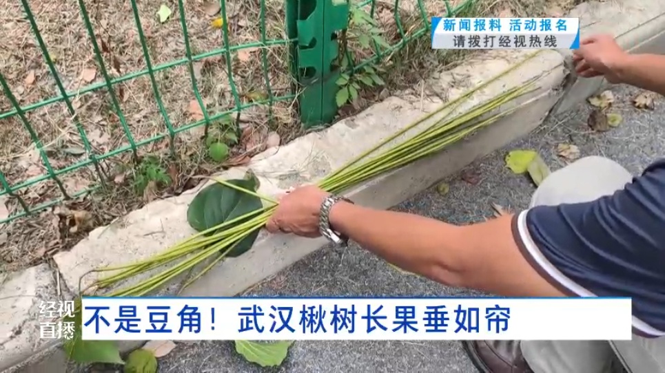武汉这条路上大量出现“豆角”，长达1米！记者摘下来发现……