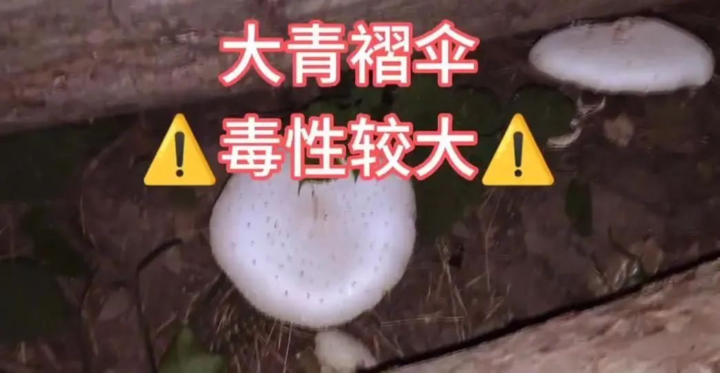 一家三口险进ICU！江苏已出现