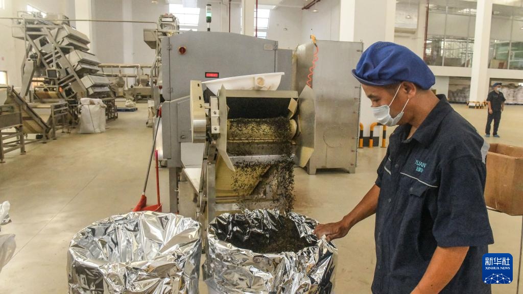 宝藏之城丨这座小城的茉莉花香飘世界