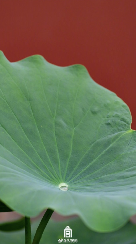 故宫送你好运莲莲壁纸