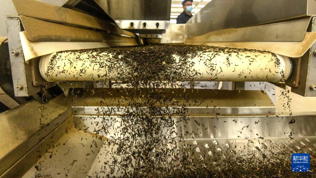 宝藏之城丨这座小城的茉莉花香飘世界