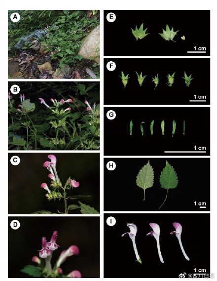 四川发现唇形科冠唇花属新物种 四川发现唇形科冠唇花属新物种