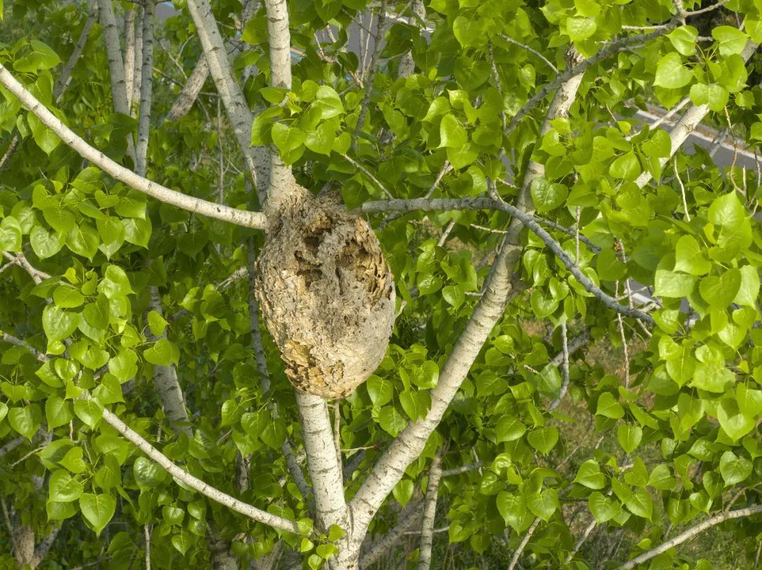6名游客在山区遭马蜂群袭击！紧急提醒→