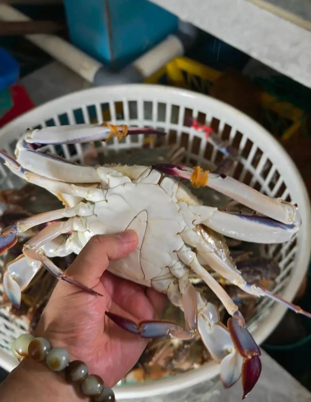 批发价35元一斤！7万斤“秒光”！青岛人等了一年的它，终于上桌了……