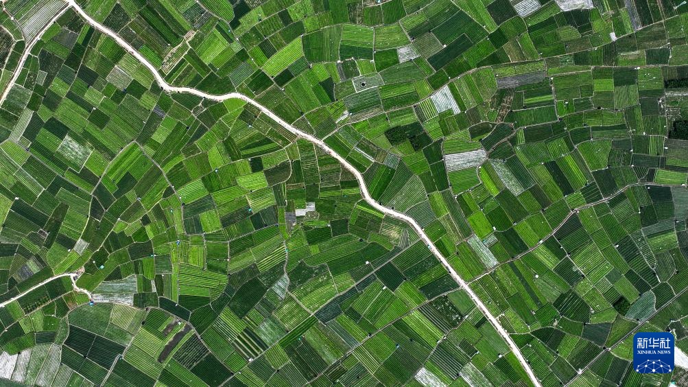 宝藏之城丨这座小城的茉莉花香飘世界