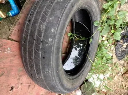 家里的这几个地方，正悄悄“养”出花斑蚊！