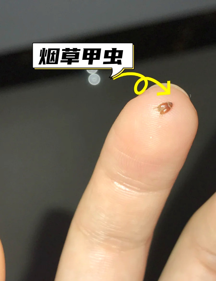 会飞、会爬…不少人家中出现,连床上都有!网友炸锅:发现后赶紧丢掉 会飞、会爬…不少人家中出现,连床上都有!网友炸锅:发现后赶紧丢掉