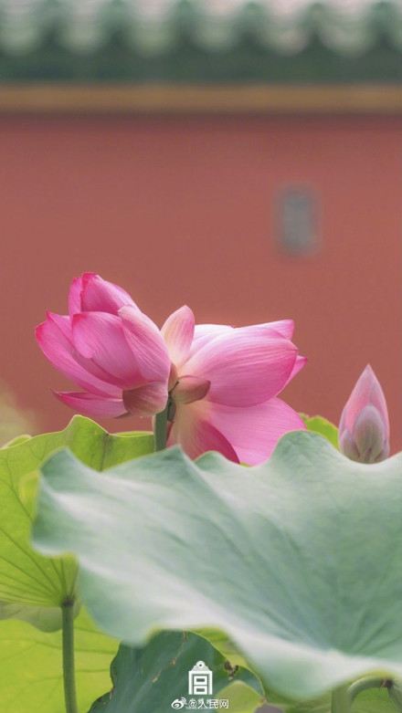 故宫送你好运莲莲壁纸