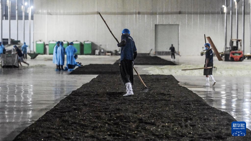 宝藏之城丨这座小城的茉莉花香飘世界