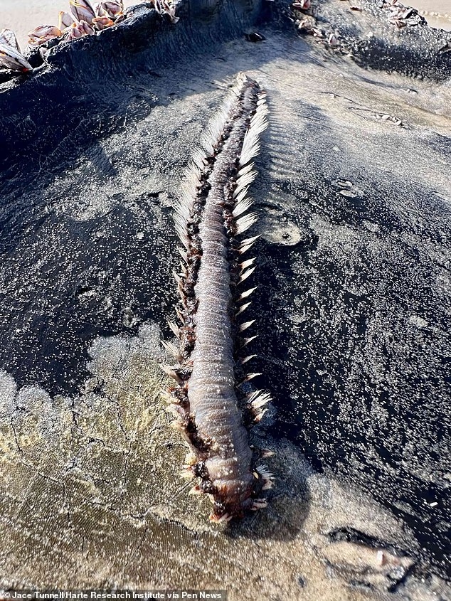 有毒海洋生物被冲上美国海滩,可灼伤人类,被切成两半后可再生 有毒海洋生物被冲上美国海滩,可灼伤人类,被切成两半后可再生