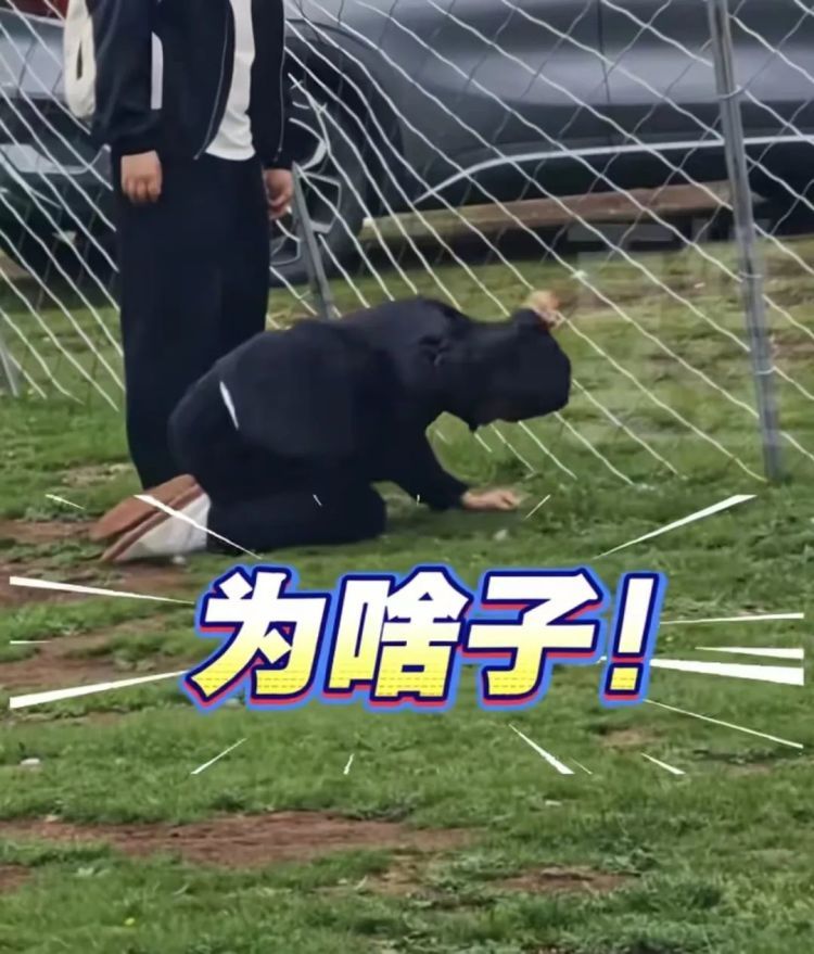 游客相机被土拨鼠抢走，崩溃捶地怒吼：你别跑！为啥子！