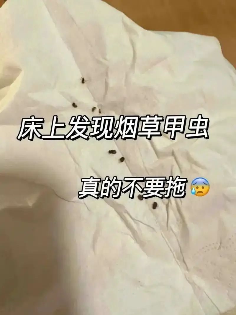 会飞、会爬…不少人家中出现,连床上都有!网友炸锅:发现后赶紧丢掉 会飞、会爬…不少人家中出现,连床上都有!网友炸锅:发现后赶紧丢掉