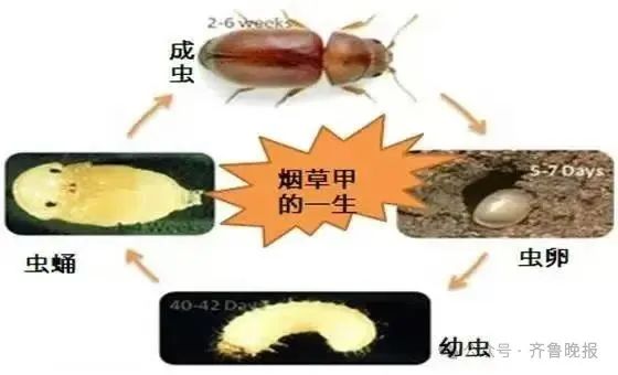 头皮发麻！虫子竟是从这种物品中出现，很多家都常备……快检查一下
