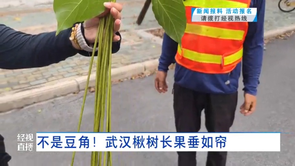 武汉这条路上大量出现“豆角”，长达1米！记者摘下来发现……