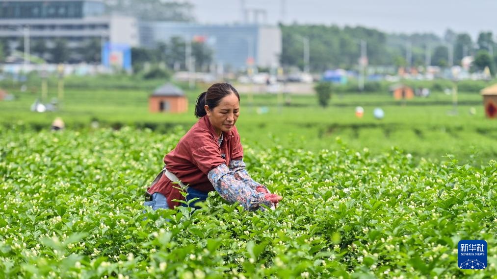 宝藏之城丨这座小城的茉莉花香飘世界