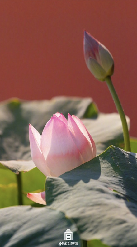 故宫送你好运莲莲壁纸