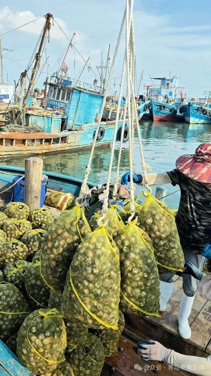每天出货4000斤蚬母,10元一斤青岛人抢着买!这种美味正当季,满口爆汁、鲜掉眉毛 每天出货4000斤蚬母,10元一斤青岛人抢着买!这种美味正当季,满口爆汁、鲜掉眉毛