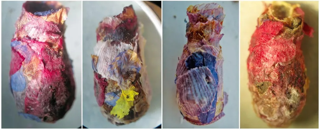 咬开桃子发现一堆树叶？莫慌！你是遇到了它→