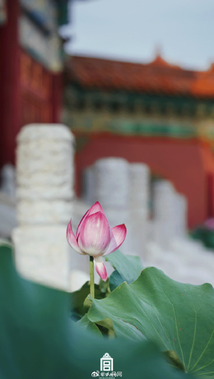 故宫送你好运莲莲壁纸