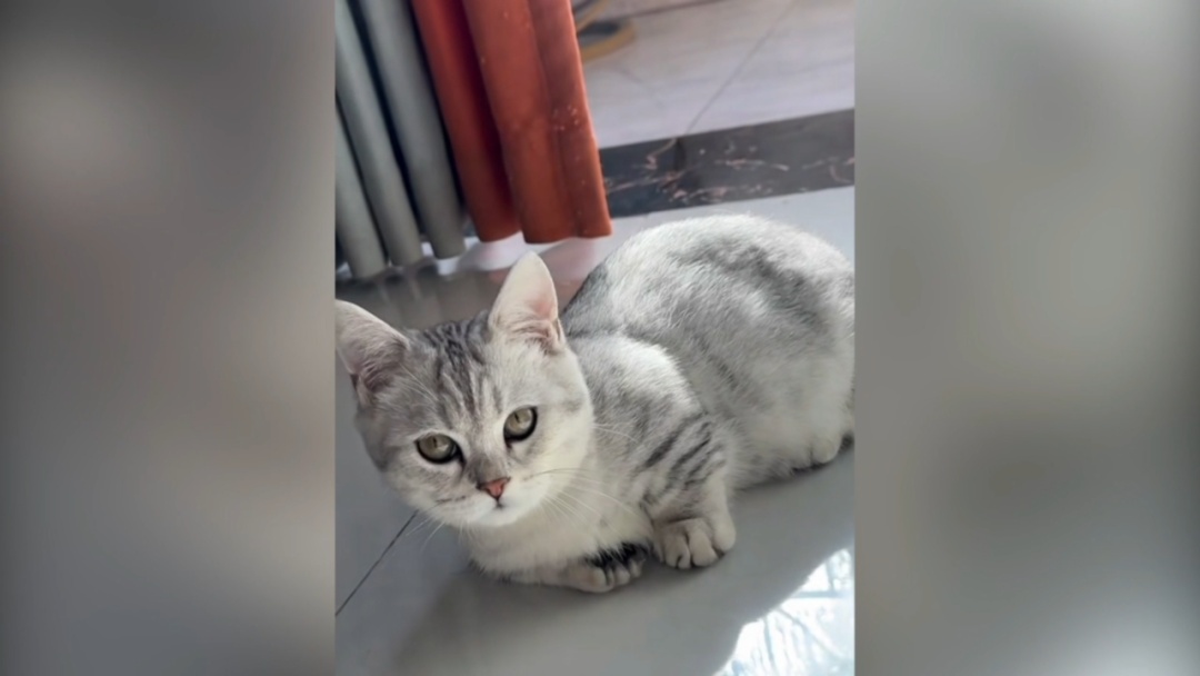 “我连猫都不如！”他竟为此痛杀女友，警方在卫生间发现一滴血