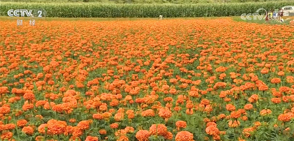 “订单农业”为农业增效、农民增收按下“快进键” 乡亲们的日子越过越红火