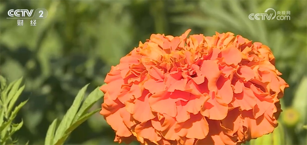 “订单农业”为农业增效、农民增收按下“快进键” 乡亲们的日子越过越红火