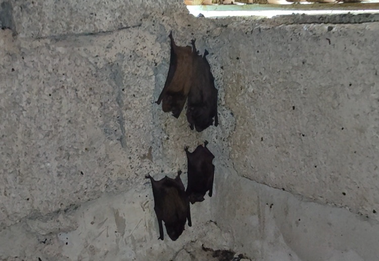 百只蝙蝠“强占”民房，消防成功劝离