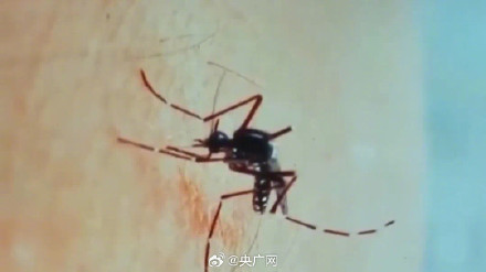 基孔肯雅热患者未发现严重后遗症