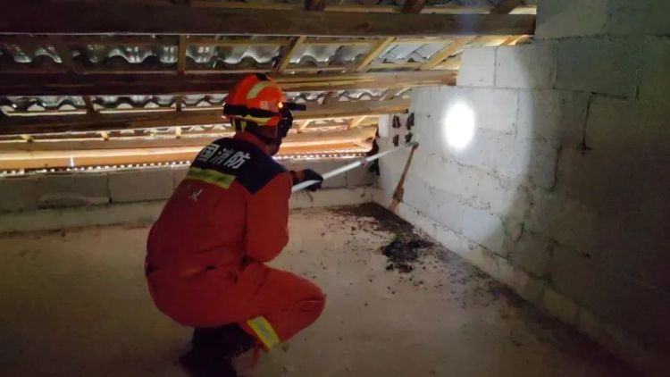 百只蝙蝠“强占”民房，消防成功劝离