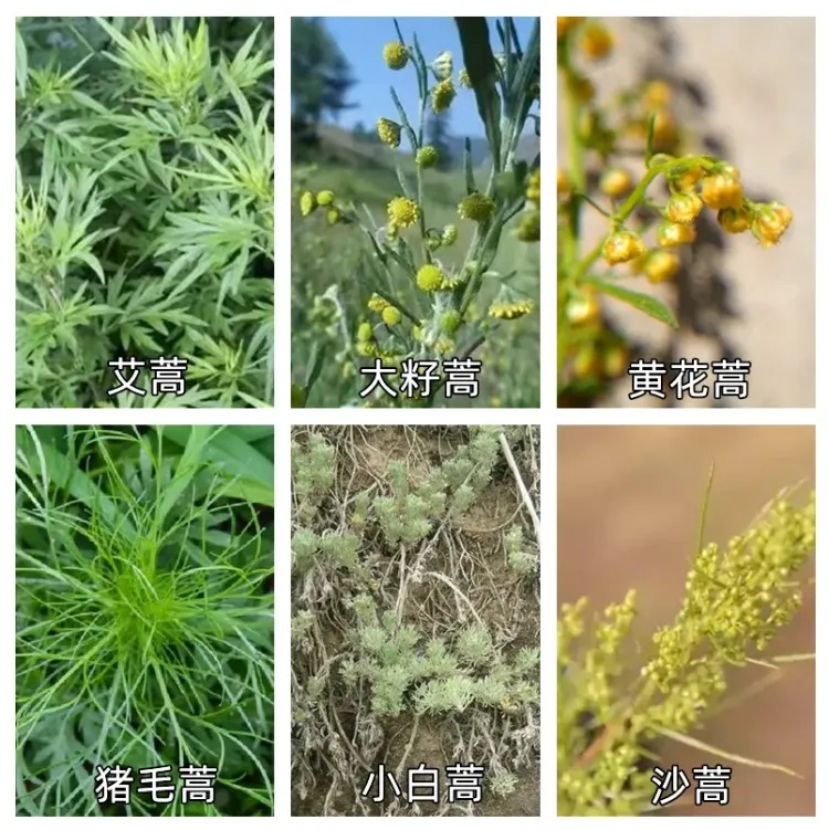 一天30多个喷嚏!近期高发,出现这些症状赶紧就医 一天30多个喷嚏!近期高发,出现这些症状赶紧就医