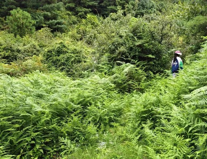 7岁男童参加夏令营在大理苍山失踪！当地人士透露今早大批志愿者上山搜救