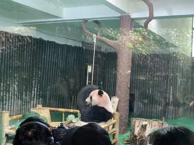 上海动物园大熊猫“和风”9岁啦，众多猫粉赶来庆生，互换自制周边