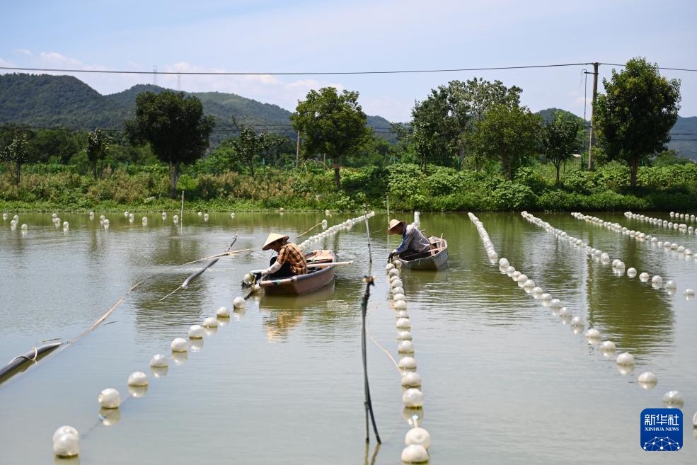 活力中国调研行｜诸暨山下湖镇：“珠”光宝气的珍珠小镇