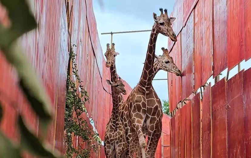 红山动物园南门新区要来了