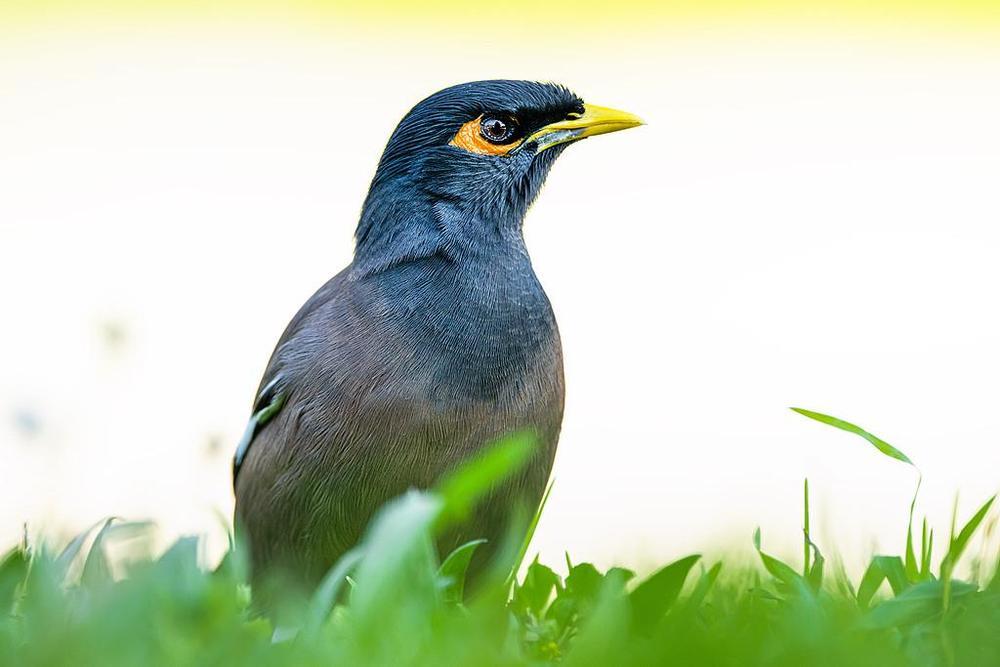 睡不够就唱不动?研究显示睡眠不足影响鸟类鸣唱 睡不够就唱不动?研究显示睡眠不足影响鸟类鸣唱