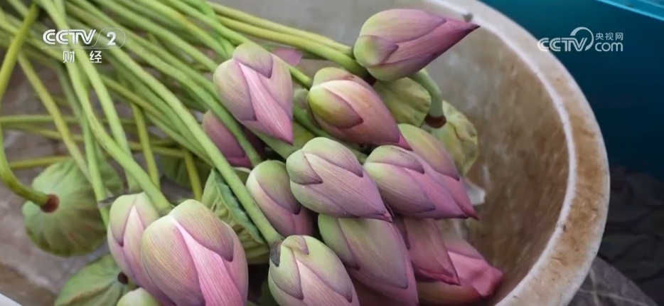 “一朵荷花”撬动农文旅融合产业链 解锁特色早市背后的文旅账单