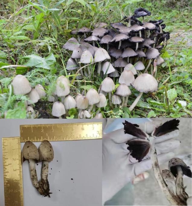 别采！别吃！有毒！近期已发生多起