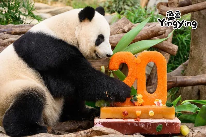 香港大熊猫“盈盈”“乐乐”迎20岁生日，蛋糕很特别→