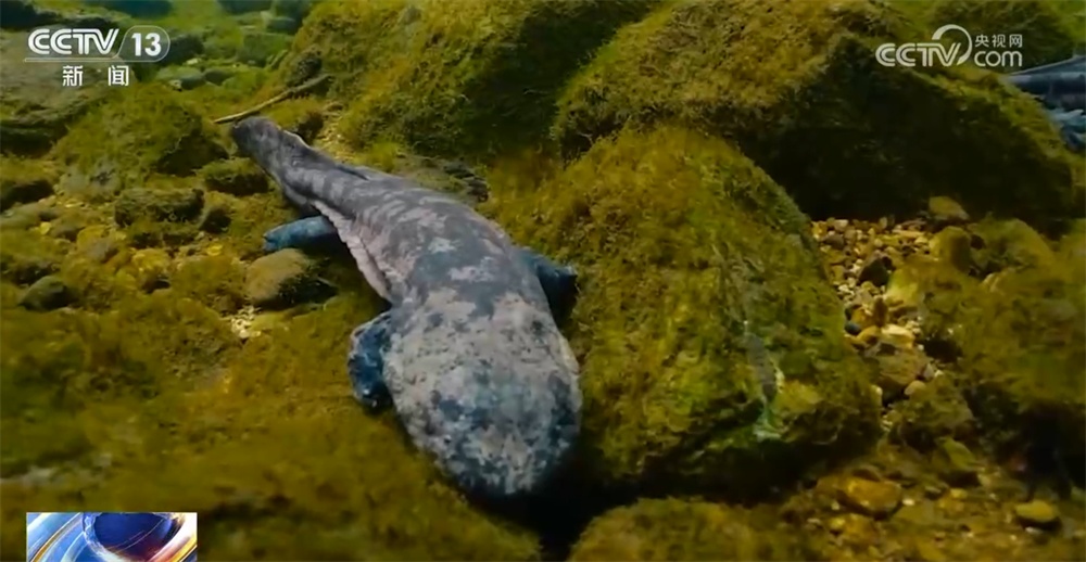 以“生态文明建设”之笔绘就绿色发展新图景 大美中国画卷徐徐铺展 以“生态文明建设”之笔绘就绿色发展新图景 大美中国画卷徐徐铺展