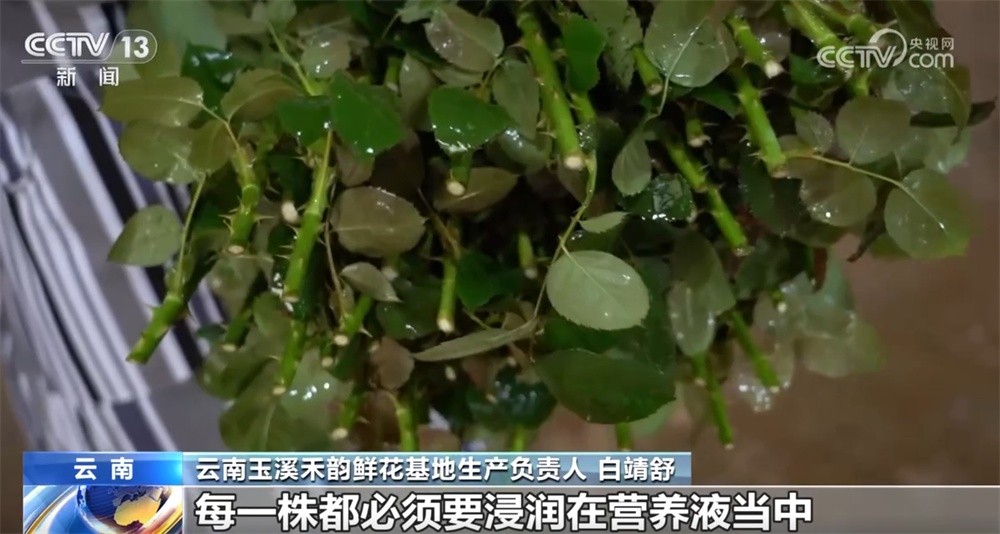 “新业态+新消费”催生花卉行业新工种 让“不凋谢”的中国式浪漫走向世界